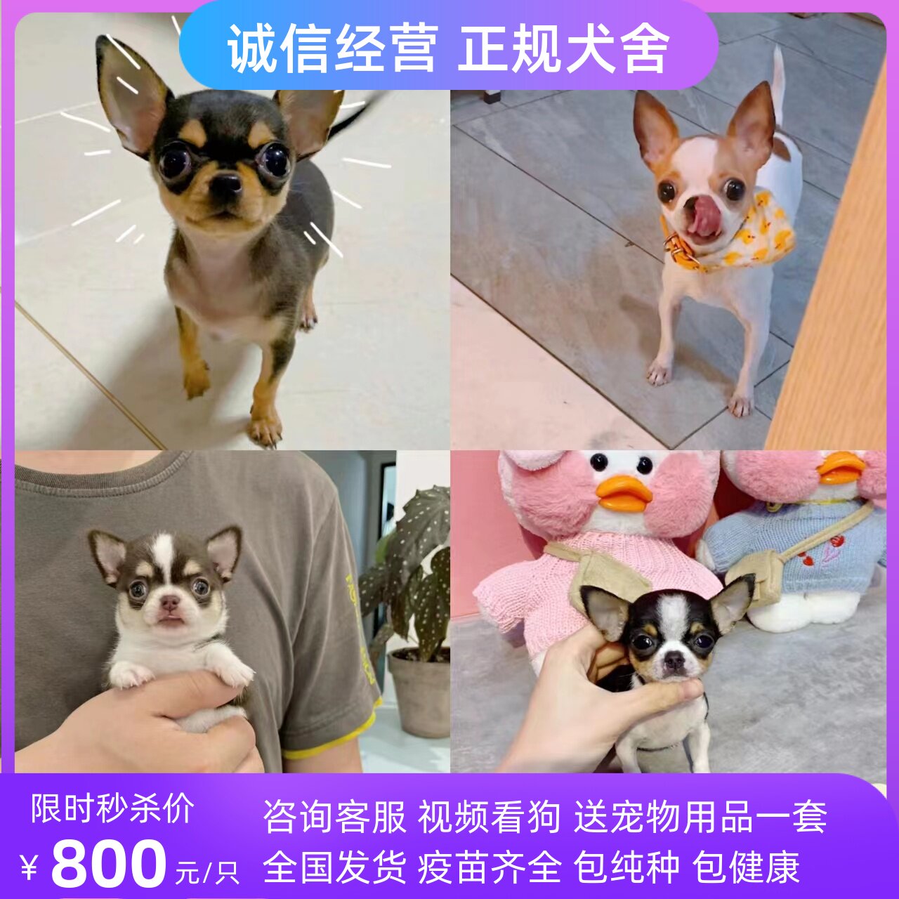 吉娃娃幼犬纯种袖珍吉娃娃犬小体苹果头长不大茶杯犬活体宠物狗狗