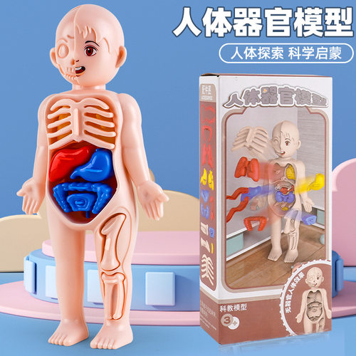 亚马逊人体模型儿童玩具 认知科教益智 器官组装骨骼骨架构造