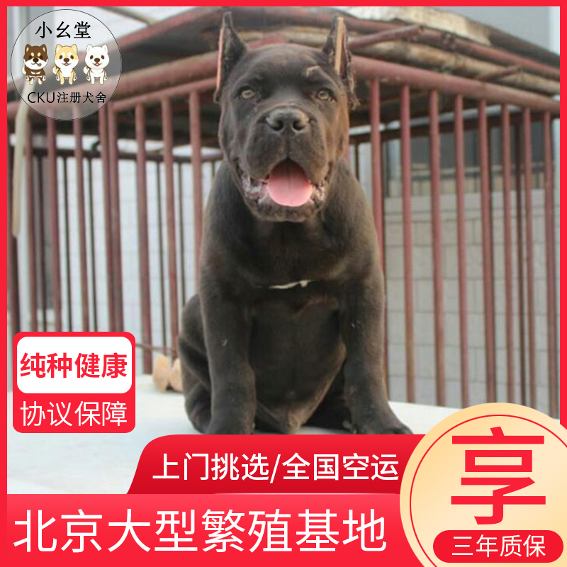 纯种卡斯罗犬幼犬大型护卫犬活体宠物狗狗巨型犬卡斯罗种公配种