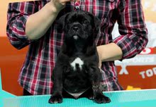 卡斯罗幼犬纯种护卫犬赛级巨型犬1