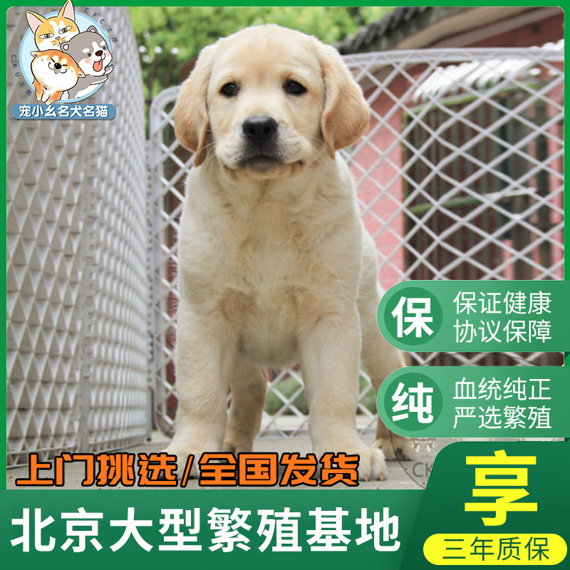 纯种拉布拉多导盲犬幼犬奶白黑咖啡色宠物狗狗拉布拉多种公配种