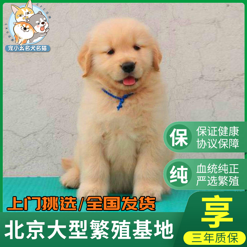 纯种金毛幼犬奶白枫叶红色活体宠物狗狗赛级双血统金毛种公配种 宠物/宠物食品及用品 狗狗 原图主图