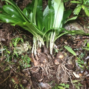 现挖石蒜新鲜带根彼岸花曼珠沙华红花忘川河龙爪花盆栽庭院绿植
