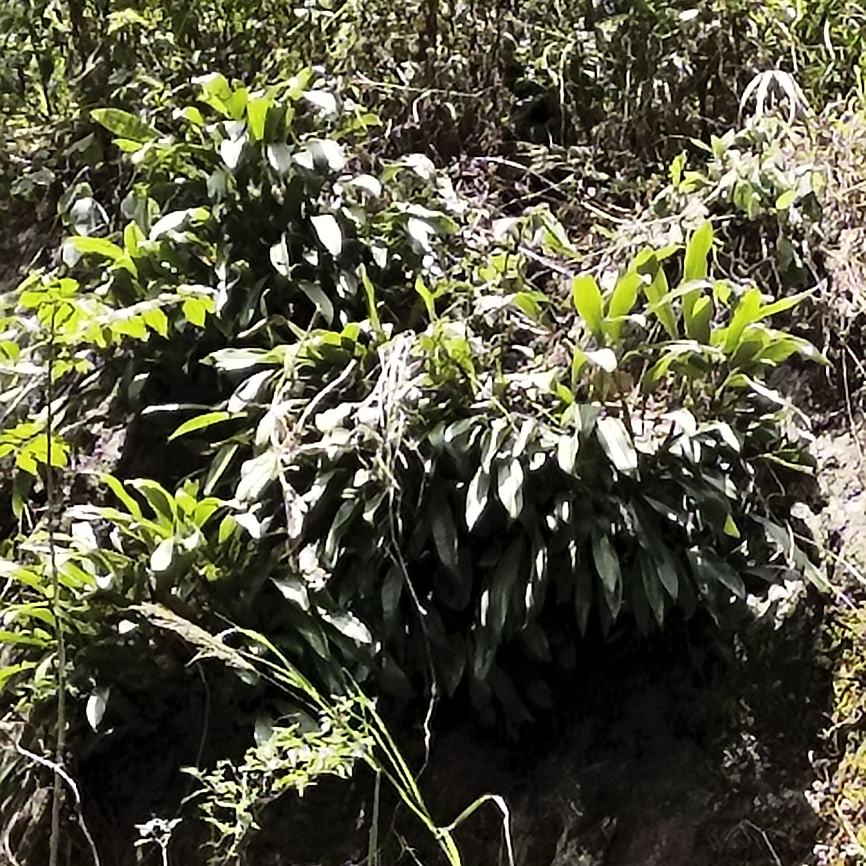 云南深山石斛新鲜现挖石斛石斛鲜条十鸡腿煲汤泡酒
