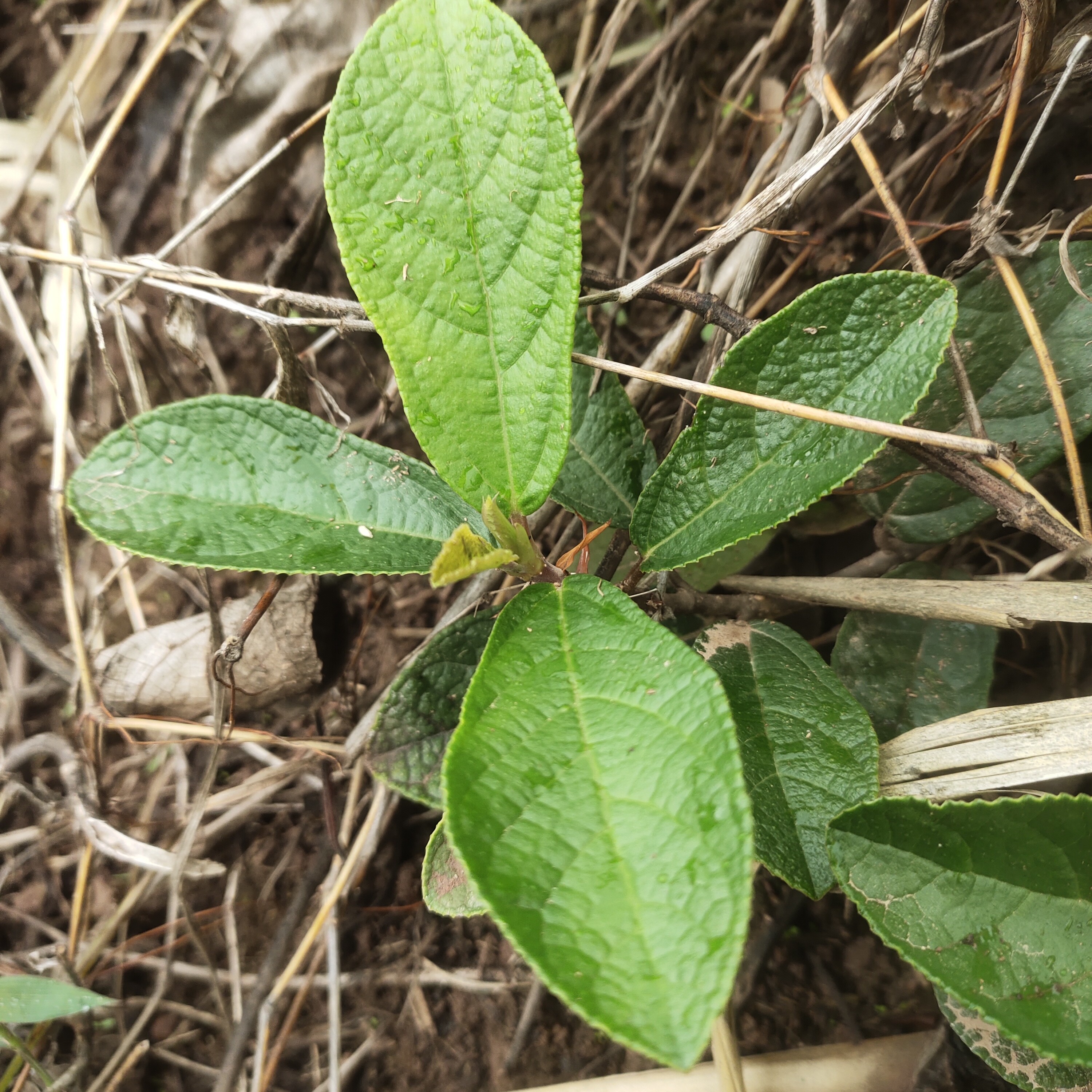 云南地瓜滕地板野生地瓜枇杷石榴瓜藤云南天然食用藤根全新鲜草