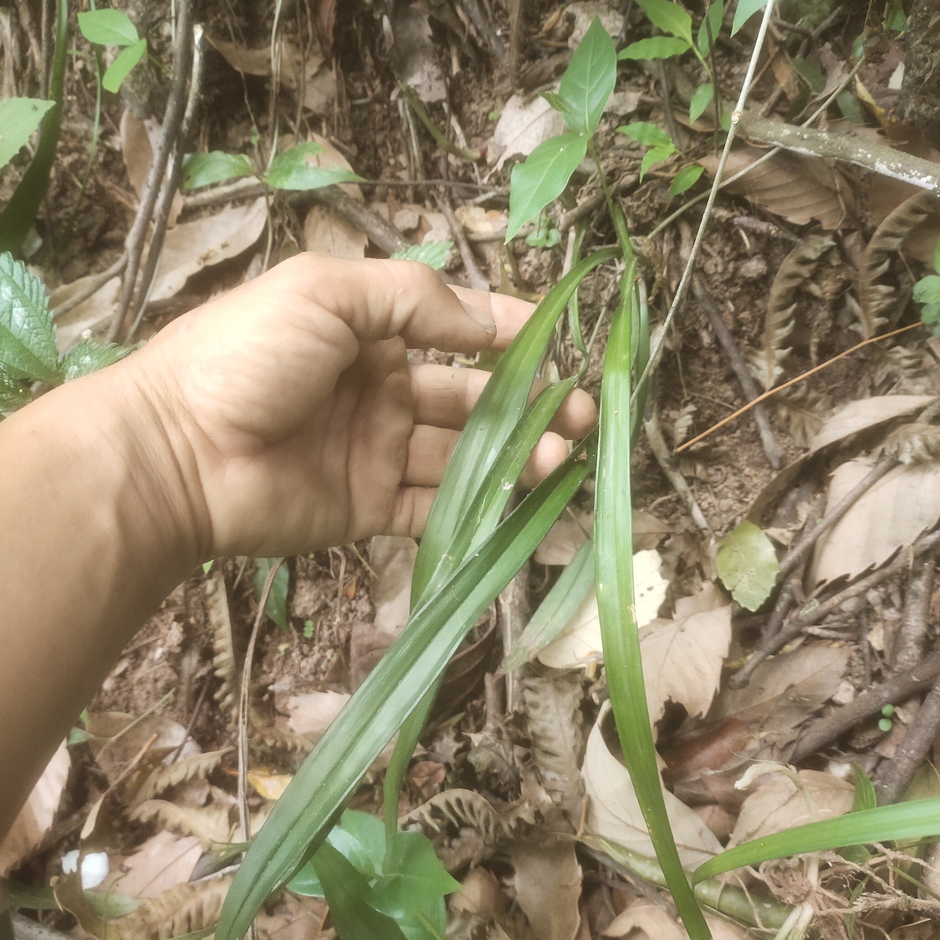 云南山区野生仙茅,新鲜现挖,带根须,成色好,适合药用煲汤泡酒