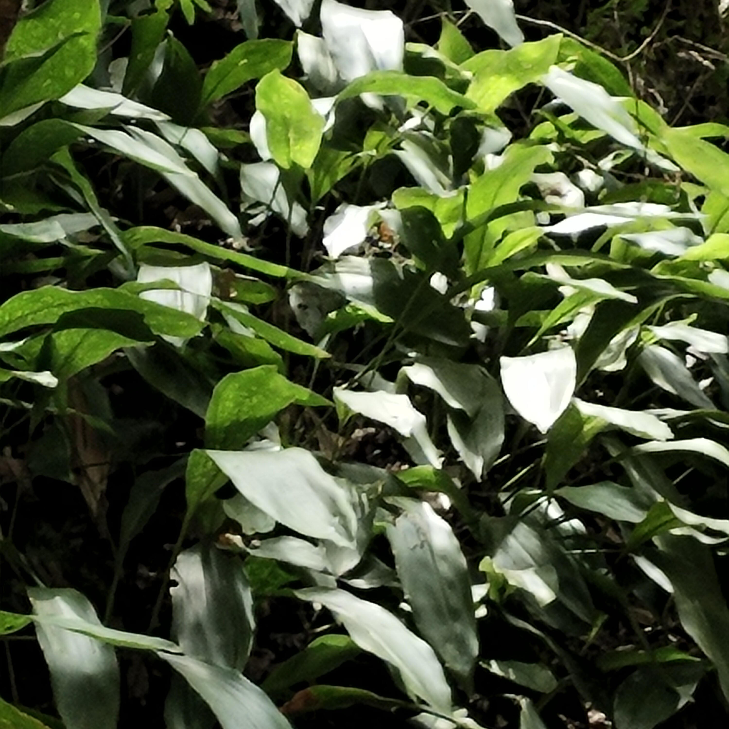 云南深山涯边植物，名称蜘蛛抱蛋，又名一叶兰，容易栽培现采现发