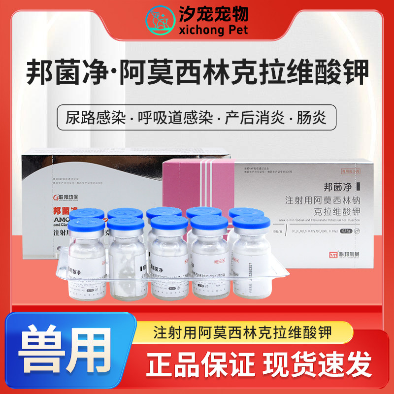 邦菌净阿莫西林克拉维酸钾速诺针剂咳嗽病毒鼻支猫瘟犬瘟喷嚏消炎