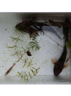 新鲜湖北淡水鱼水产包邮