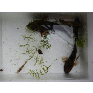 呆子鱼 笋壳鱼虎头鲨塘鳢 沙塘鳢 土步 土才鱼虎头呆土婆鱼淡水鱼