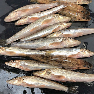 【现捕现杀】湖北淡水鱼棍子鱼沙沟鱼新鲜棍子鱼沙丁鱼船钉子沙锥