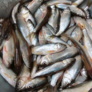 湖北黄冈新鲜马口鱼食用桃花鱼溪流鱼石斑鱼山鳡光唇鱼1斤淡水鱼