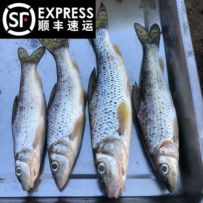 【顺丰冷链】土小鱼仔麻沙鱼水产花姑娘食用新鲜淡水鱼小杂鱼1斤