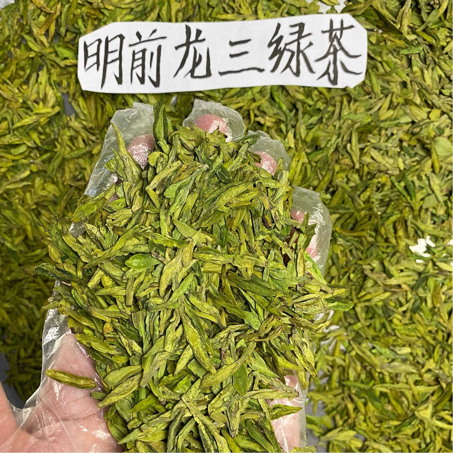 明前松阳龙三绿茶2023年新茶半斤250g茶叶龙形扁茶豆香春茶43号茶