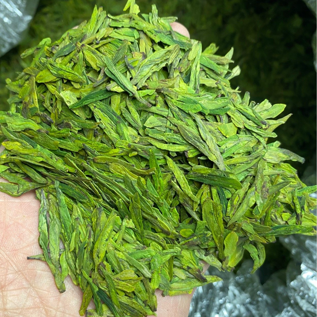明前头采龙三绿茶2023新茶一斤500g浙江丽水松阳茶叶扁茶43号春茶