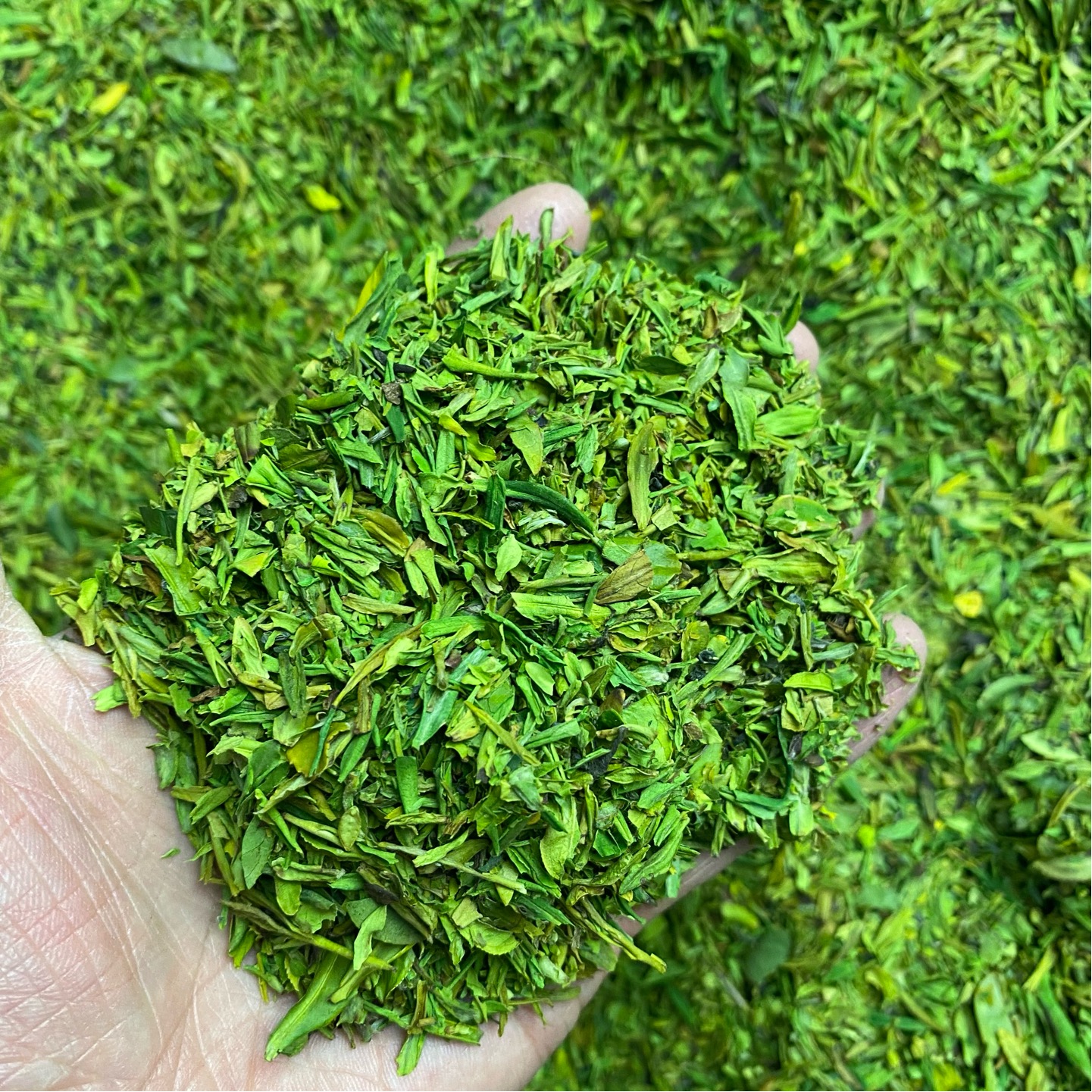 碎茶叶白茶黄金芽茶2024新茶春茶明前茶末茶碎一斤500g茶片碎片茶