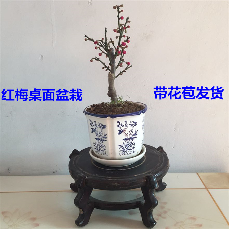 精品微型红梅盆景 桌面盆栽 红梅盆景带花苞 正宗南京红须朱砂梅