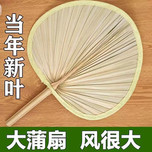 大蒲扇芭蕉扇济公扇老人老式手工蒲草扇芭蕉扇舞蹈扇棕叶烧烤扇子