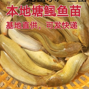 大规格皇妃5号塘鲺苗 本地塘鲺鱼苗 土塘鲺鱼苗 塘角鱼苗 活体鱼