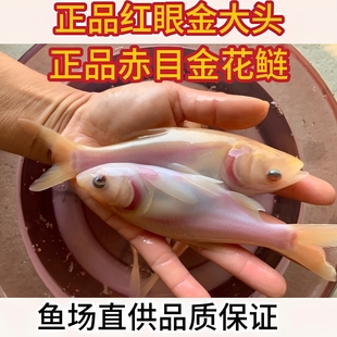 赤目金大头 赤目金花鲢 红眼金大头 控制水质吃藻观赏养殖活