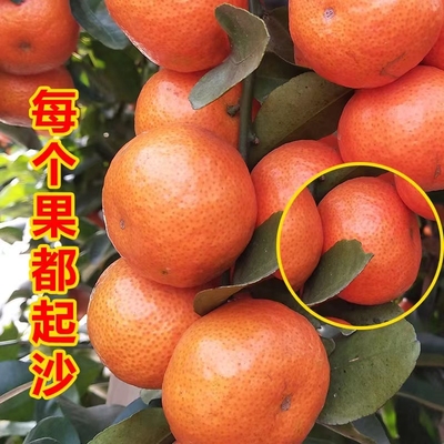 爆甜多汁广西沙砂糖橘树上熟桔子