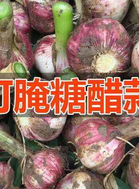 河南大蒜新鲜嫩大蒜现挖发货腌制