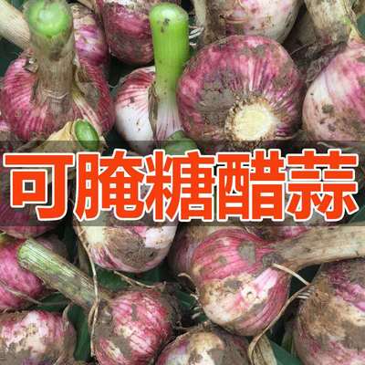 河南大蒜新鲜嫩大蒜现挖发货腌制