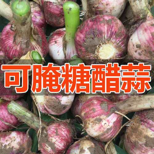 2026年河南新蒜现挖湿蒜做糖醋蒜