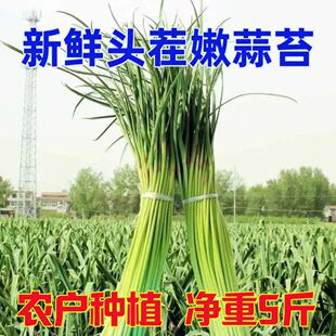 2026年现抽嫩蒜苔新货鲜蒜薹新蒜毫河南红帽蒜苔当季时令蔬菜现摘