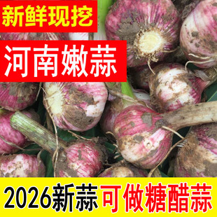2026年 新鲜大蒜头 现挖新蒜河南大蒜腌制糖醋蒜嫩蒜子 杞县大蒜