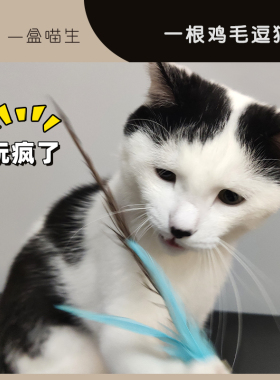 赛级cfa专用逗猫棒火鸡毛猫布偶玩的自嗨羽毛网红耐咬宠物猫长杆
