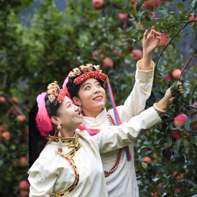 正宗甘孜藏丹巴美人脆苹果