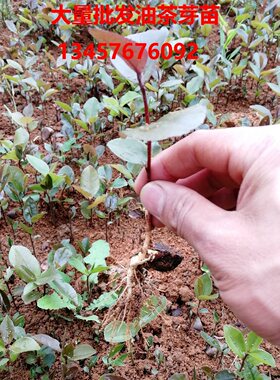 供应油茶苗茶树小苗油茶芽苗中籽白花油茶实生苗软枝油茶硬枝油茶