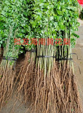 优质海南名贵木材包邮黄花梨树苗