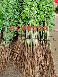 优质黄花梨树苗海南黄花梨小苗名贵黄花梨种苗黄花梨木材树苗包邮