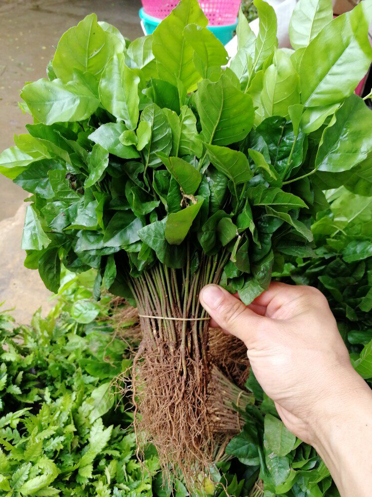 广西黄皮芽苗黄皮果幼苗一年黄皮小苗黄皮实生砧木嫁接用黄皮树苗