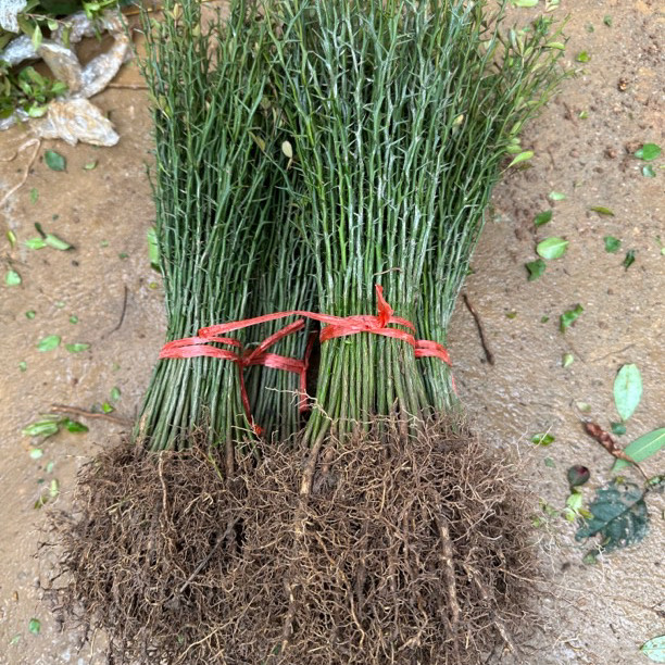 围园刺树苗树苗积壳苗经济围栏