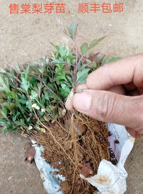 优质棠梨苗梨树砧木保湿