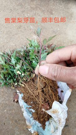优质棠梨苗芽苗梨树砧木鸟梨直生苗梨子树苗保湿保鲜包邮