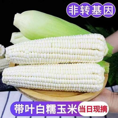 甜糯玉米甜玉米高山糯玉米现发带壳苞米包谷香甜新鲜自种现摘发货
