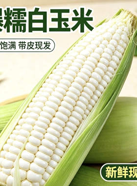【新鲜玉米减脂代餐】甜糯低脂非转基因四川攀枝花白糯玉米批发