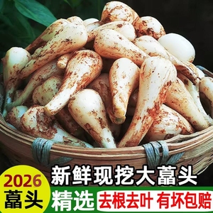 【农田直发】新鲜无叶茭头重庆教头藠头鲜活当季叫头荞头荞头泡菜