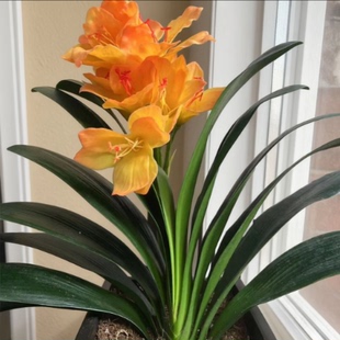 【金梦幻】精品君子兰基地直发室内外可种植客厅阳台高端摆放植物