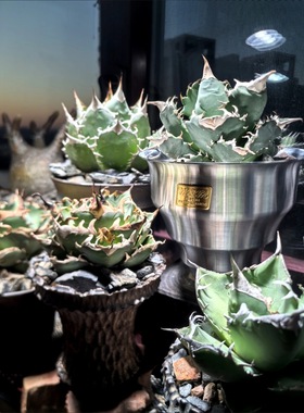 Masses m&m  龙舌兰块根沙生植物多肉金属花盆木村拓哉同款手工盆