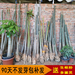 发财树盆栽树桩单杆步步高树苗辫子发财树办公室内客厅大型绿植