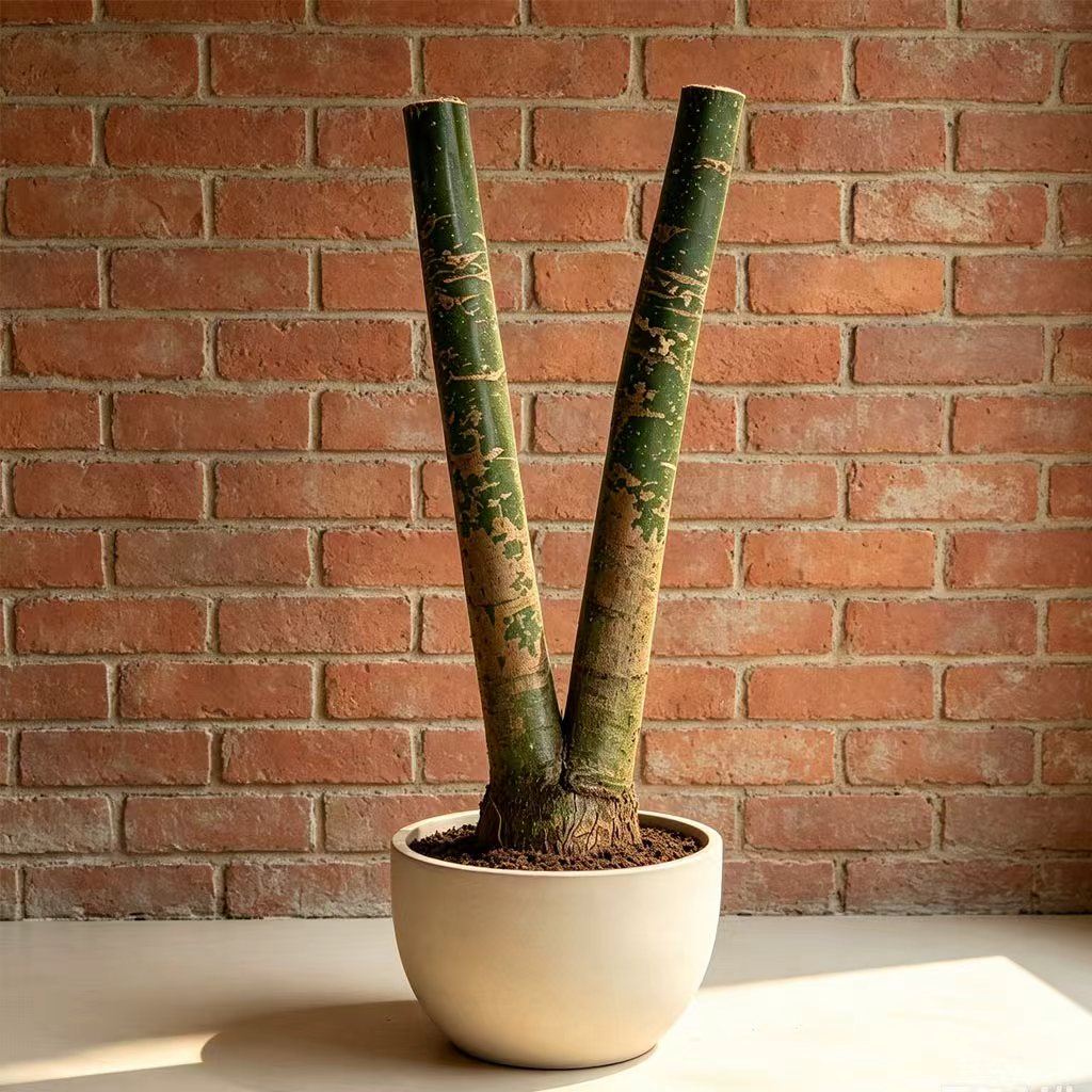 pt双杆连体发财树大型盆栽办公室内前通开业绿植盆景