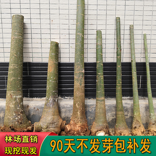 发财树大棵树桩独杆单杆办公室内客厅防辐射招财大型盆栽花卉绿植