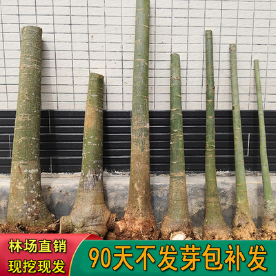 发财树大棵树桩独杆单杆办公室内客厅防辐射招财大型盆栽花卉绿植