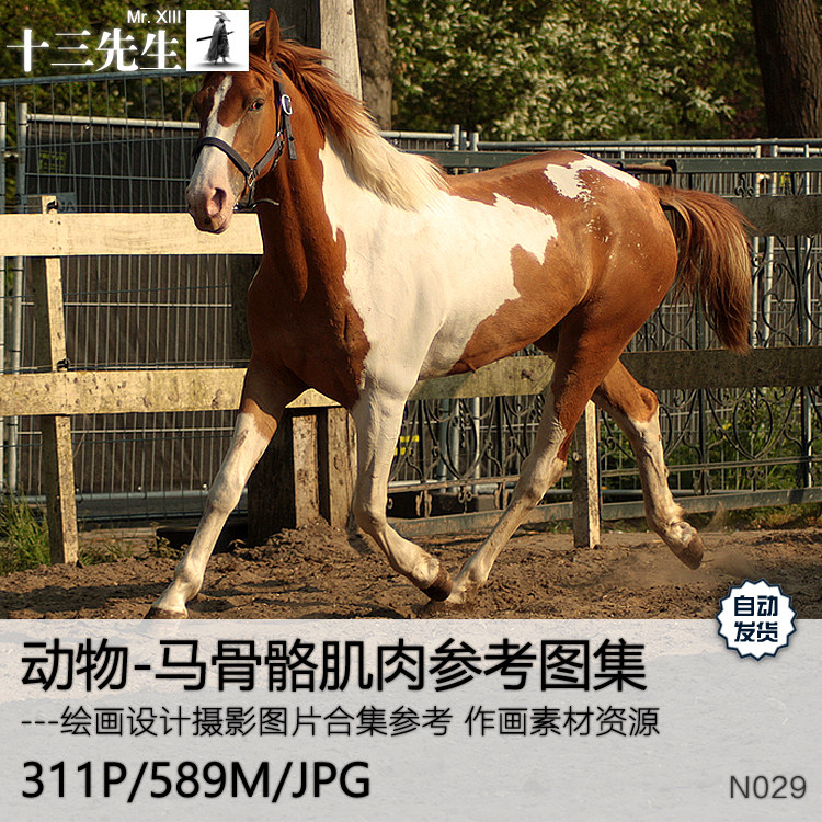 动物马骨骼肌肉动作造型摄影图集美术绘画手绘设计概念参考素材