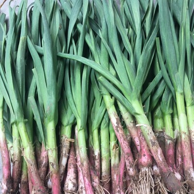 农家自种红皮蒜苗大蒜青蒜叶新鲜蔬菜香蒜红根大蒜现挖现发包邮